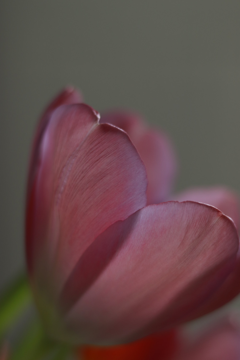 tulip