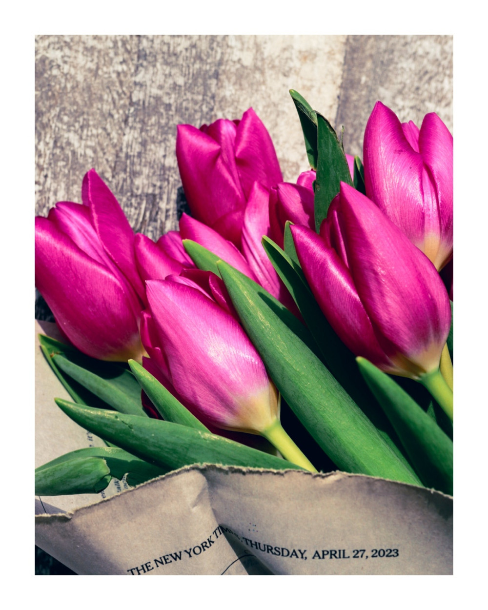 TULIPS